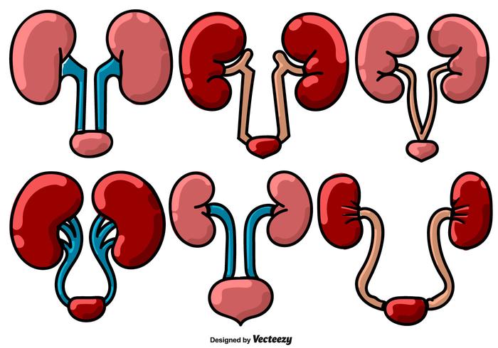 Vector Icônes en couleur rénale - Urologie