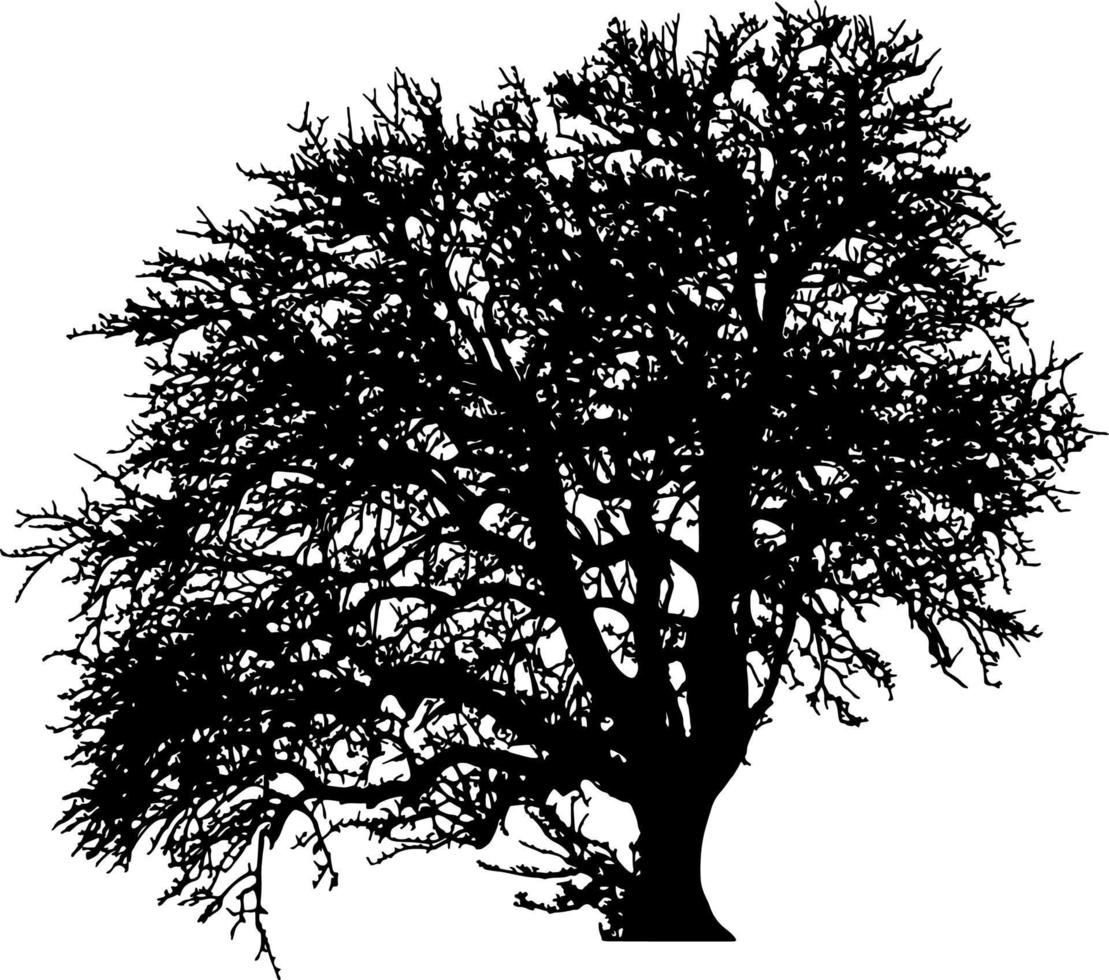 vecteur de silhouette d'arbre pour le site Web, pour l'impression. graphiques vectoriels.