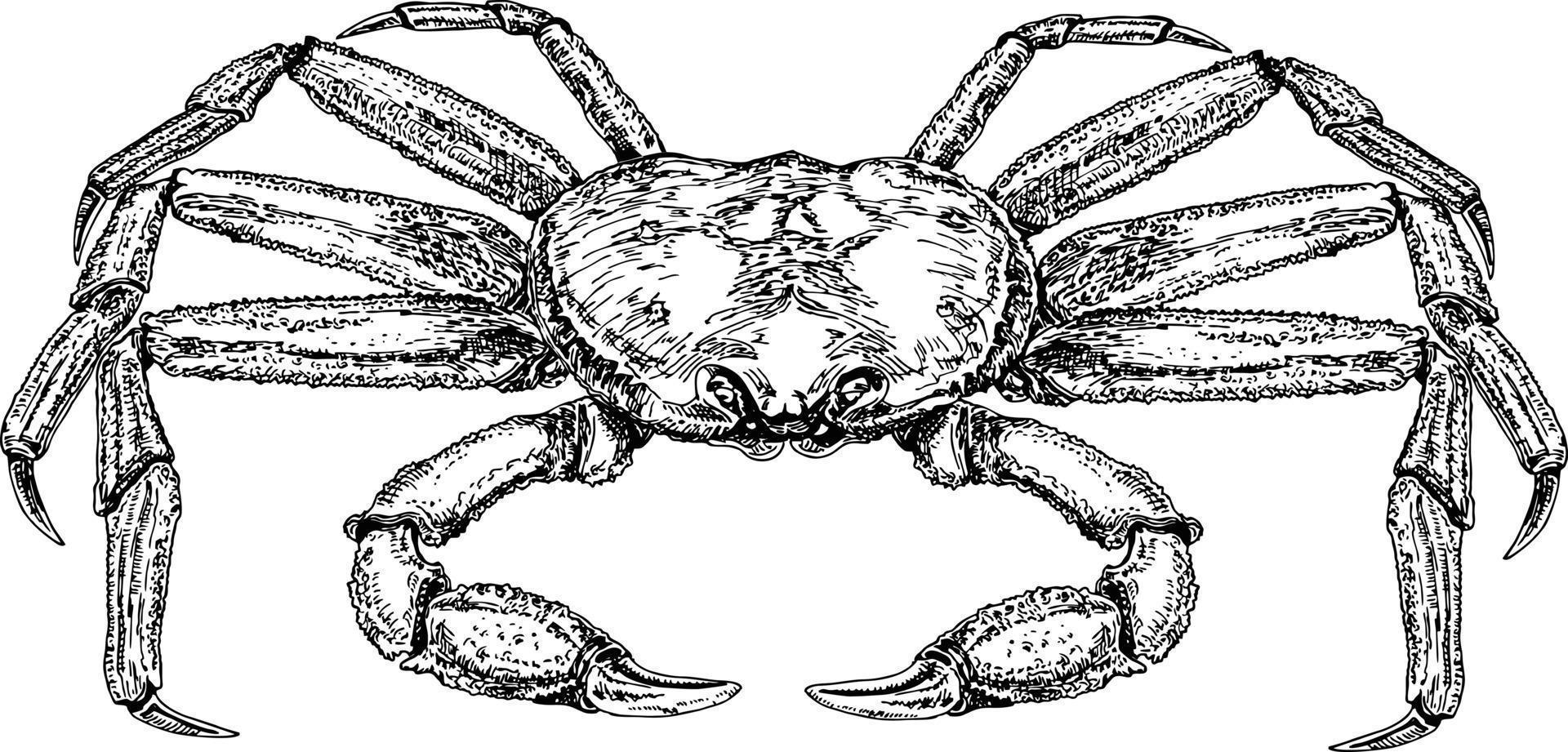 croquis de crabe. dessin de crabe vintage vectoriel. illustration de fruits de mer monochrome dessinés à la main vecteur