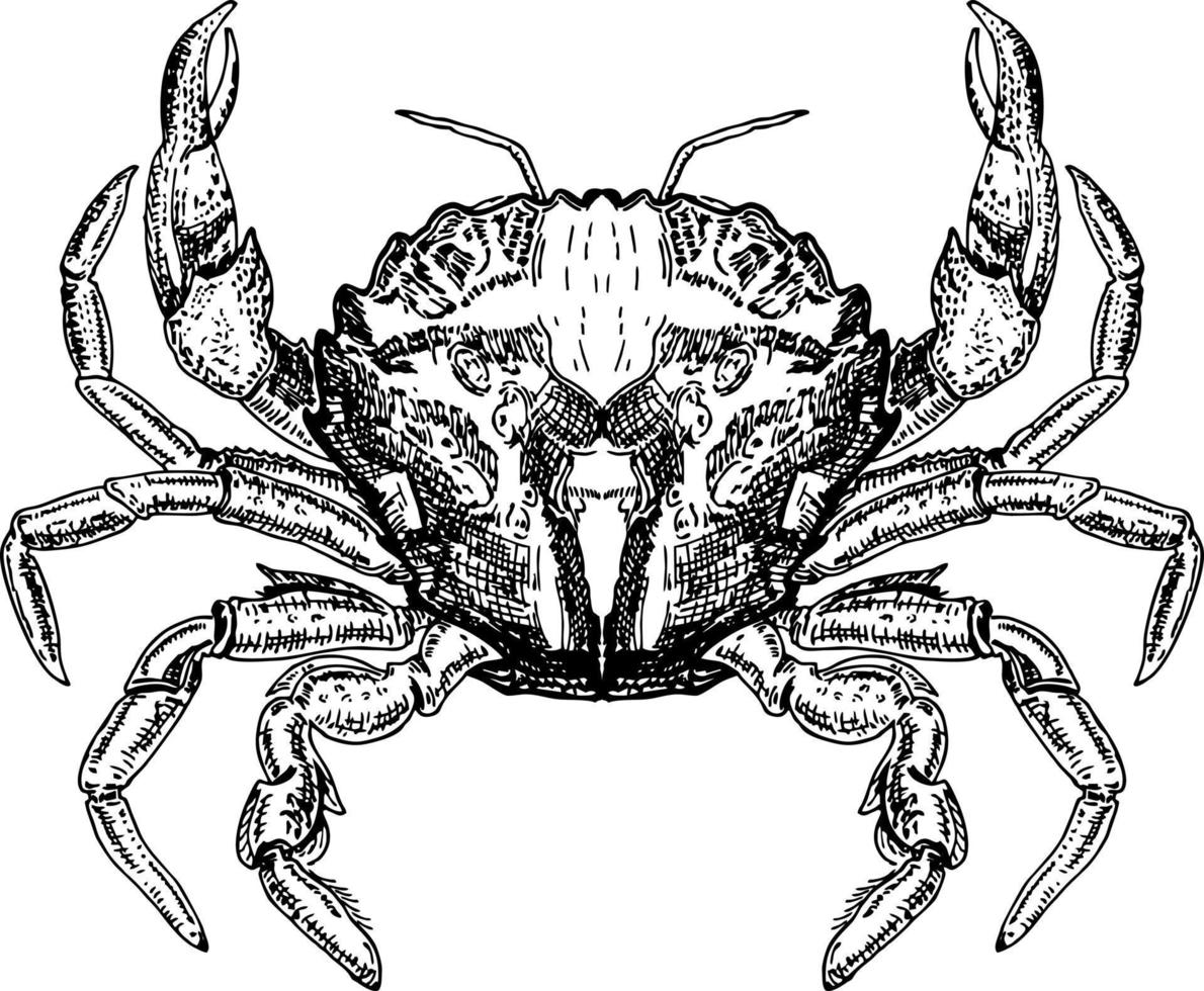 icône de vecteur de croquis de crabe. dessin de crabe océanique. symbole isolé pour le signe ou l'emblème du restaurant de fruits de mer, le club de pêche ou le marché de la pêche.