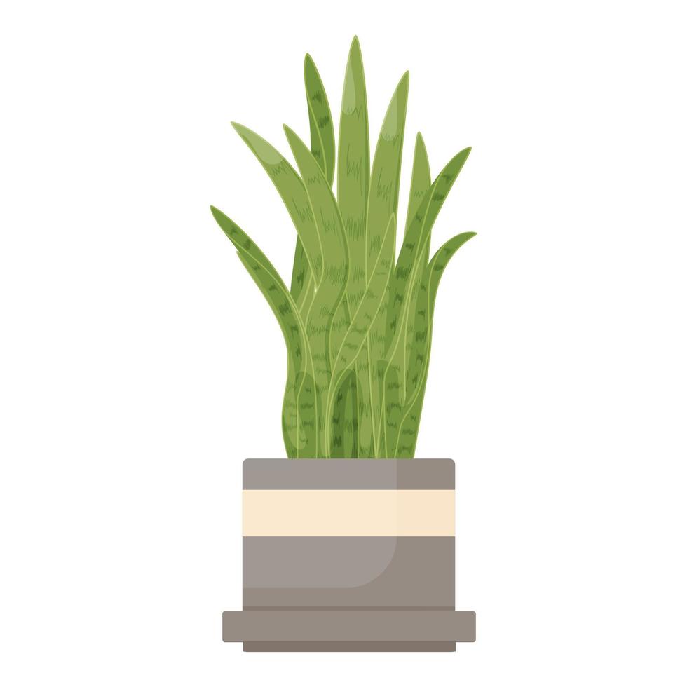 vecteur de plante sansevieria