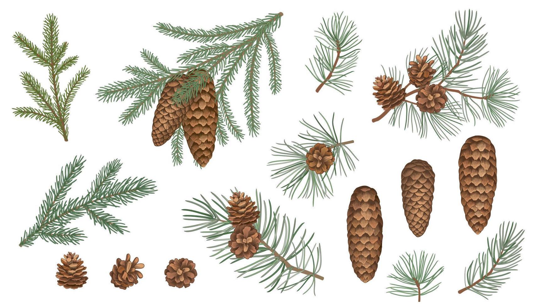 ensemble de branches à feuilles persistantes, pin, sapin, épinette conifères. illustration de décorations florales de noël isolées sur fond blanc. style de dessin rétro vecteur