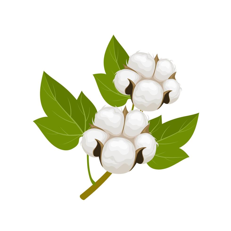 illustration vectorielle, plante de coton, avec boules de coton et feuilles, vecteur isolé.