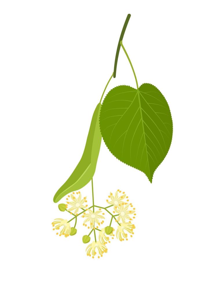 illustration vectorielle, fleur de tilia également appelée tilleul ou tilleul, isolée sur fond blanc. vecteur