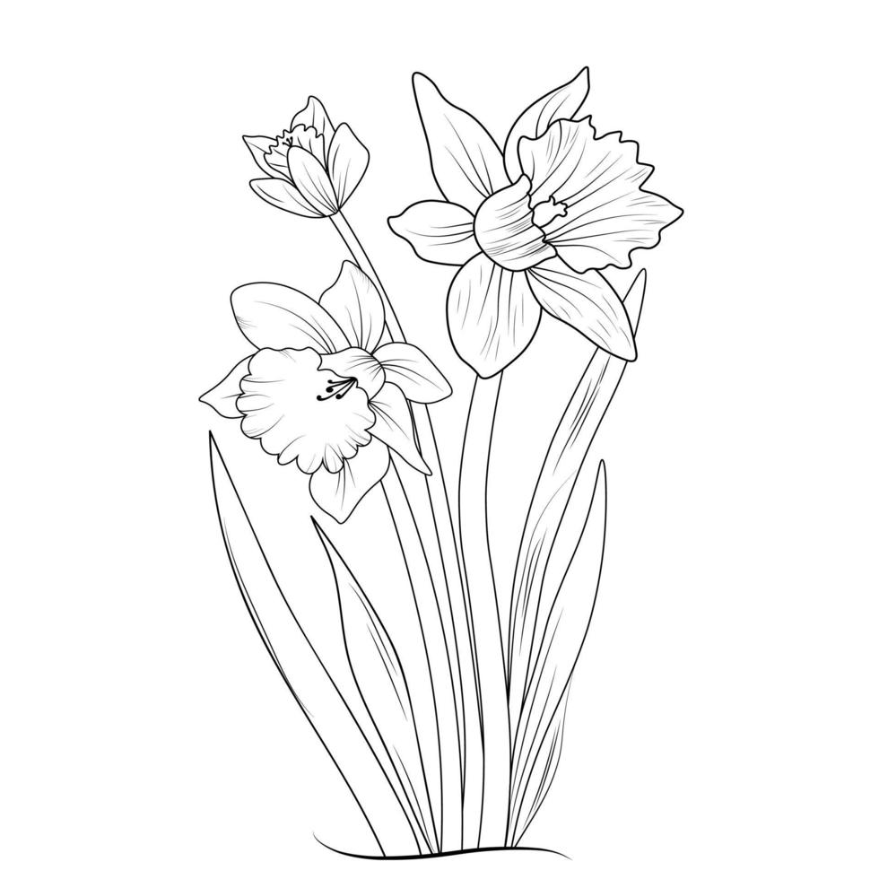 croquis de contour jonquille fleur livre de coloriage illustration vectorielle dessinés à la main artistiquement gravé encre art fleur narcisse fleurs isolé sur fond blanc clipart vecteur