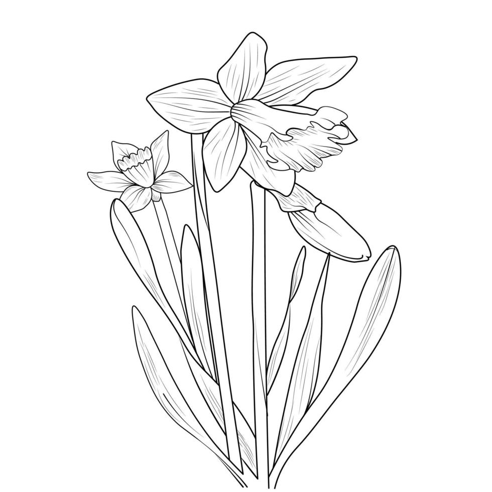 bouquet de jonquille fleur simplicité croquis au crayon dessiné à la main coloriage et livre pour adultes isolé sur fond blanc illustration d'élément floral art à l'encre. vecteur