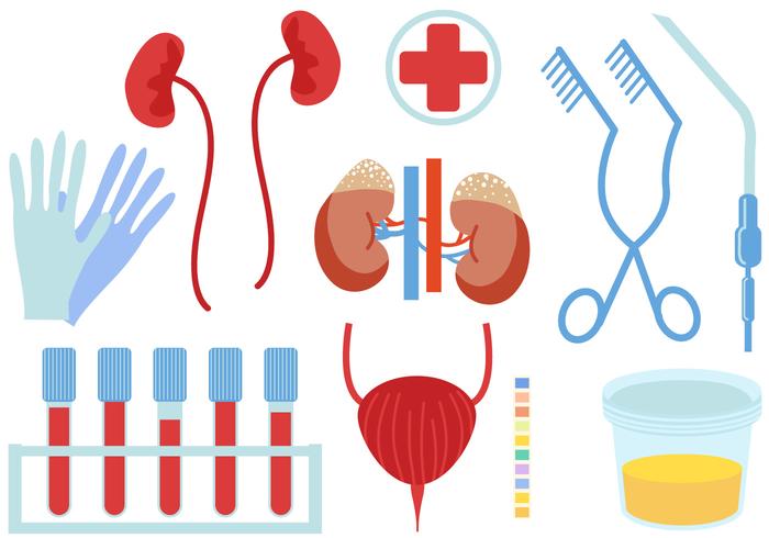 Vecteurs d'urologie gratuits vecteur