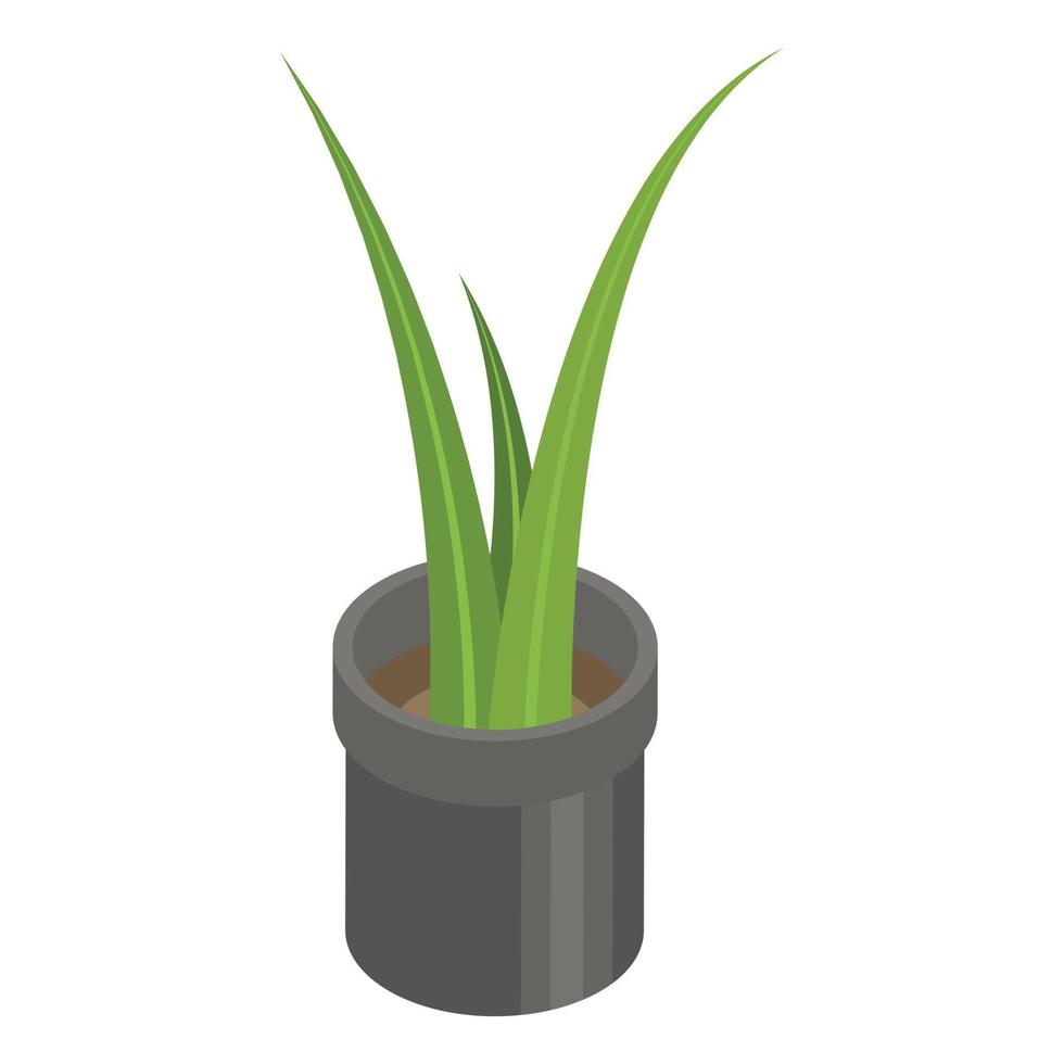 icône de plante en pot de bureau, style isométrique vecteur
