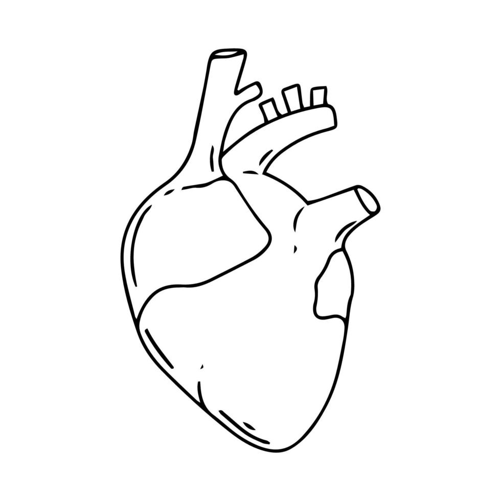 conception de vecteur de coeur. images d'anatomie réalistes. corps humain organes internes noir blanc