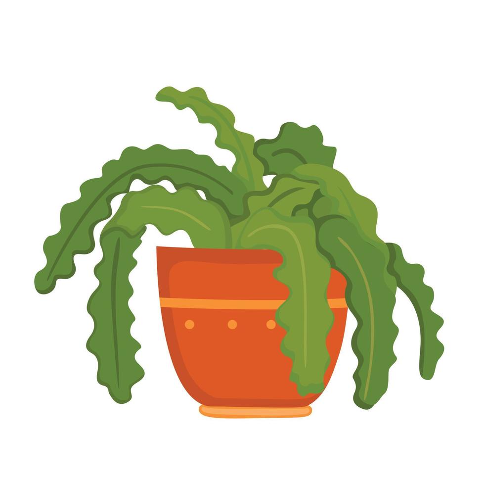 maison plante asplenium illustration vecteur clipart