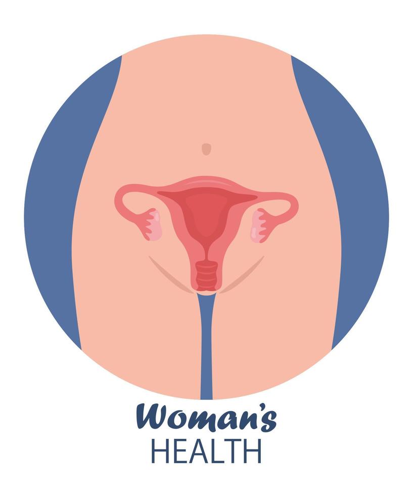 anatomie du corps de la femme, emplacement de l'utérus. illustration de la santé reproductive de la femme. gynécologie. anatomie. concept de vecteur d'illustration de la santé des femmes.