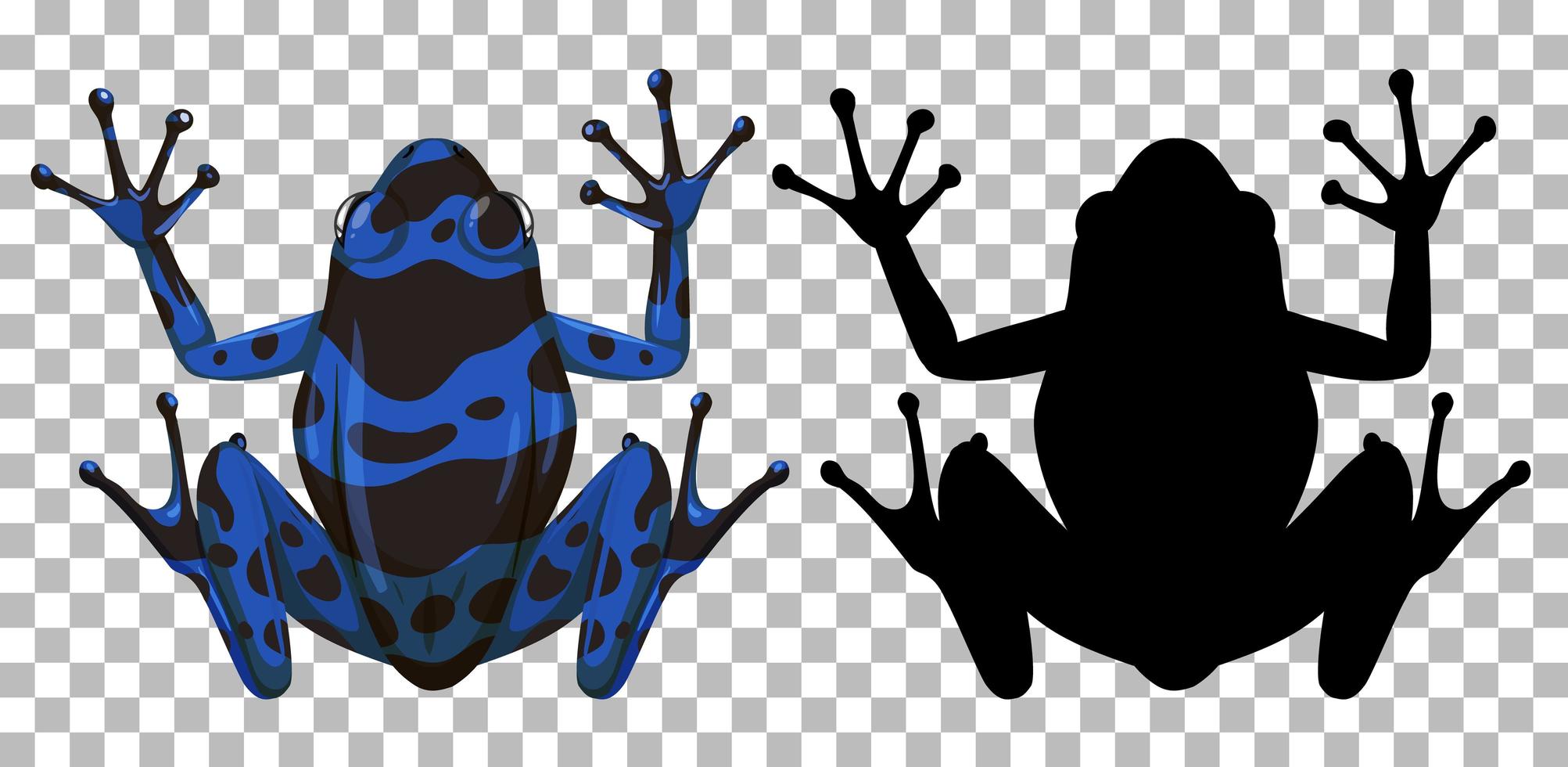 Grenouille de dard bleu poison avec sa silhouette sur fond transparent vecteur