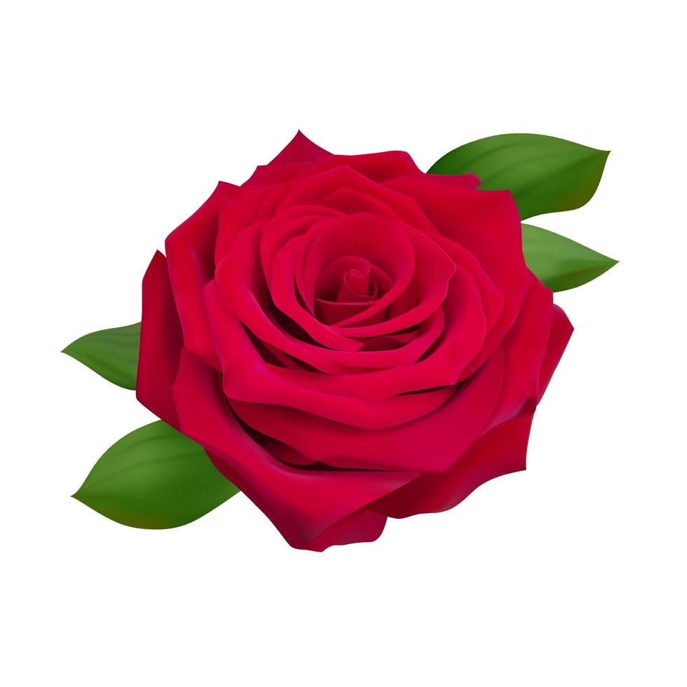 illustration réaliste de rose solée. vecteur rose rouge