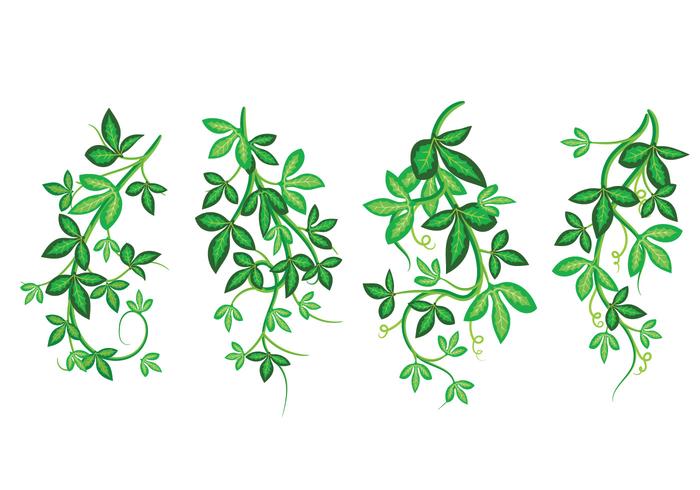 Ensemble de belle illustration d'art vectoriel, Ivy de Poisson avec des feuilles vertes, motif encadré vecteur