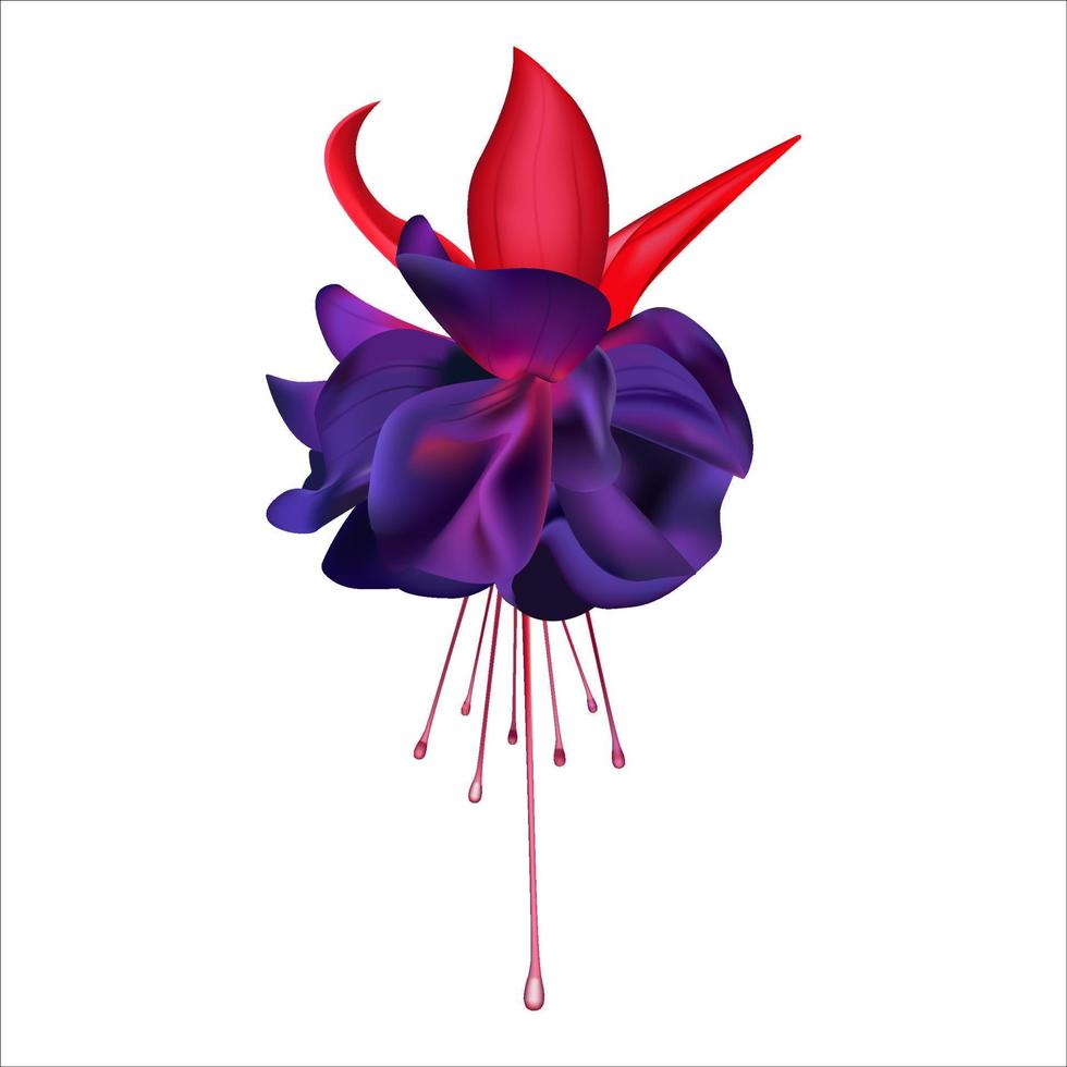 Fleur fuchsia violet vif isolé sur fond blanc vecteur