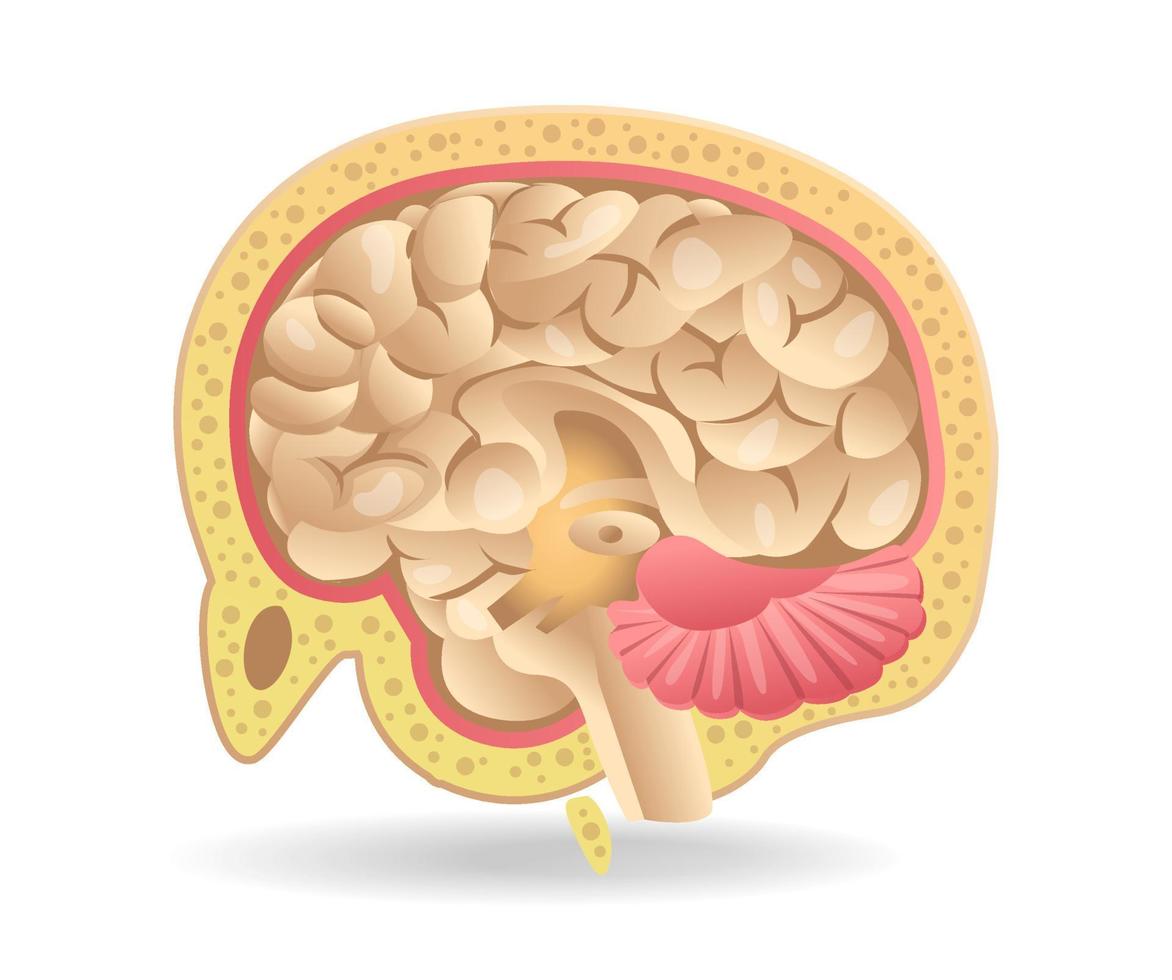 illustration 3d isométrique à plat du concept d'anatomie de tranche de cerveau sur la tête vecteur