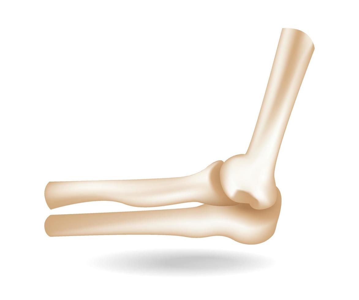 illustration de concept d'anatomie osseuse de coude de main humaine plat 3d isométrique vecteur