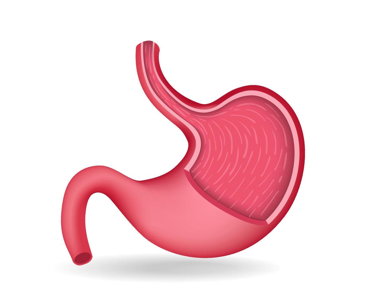 illustration 3d isométrique à plat du concept d'anatomie de la tranche interne de l'estomac vecteur