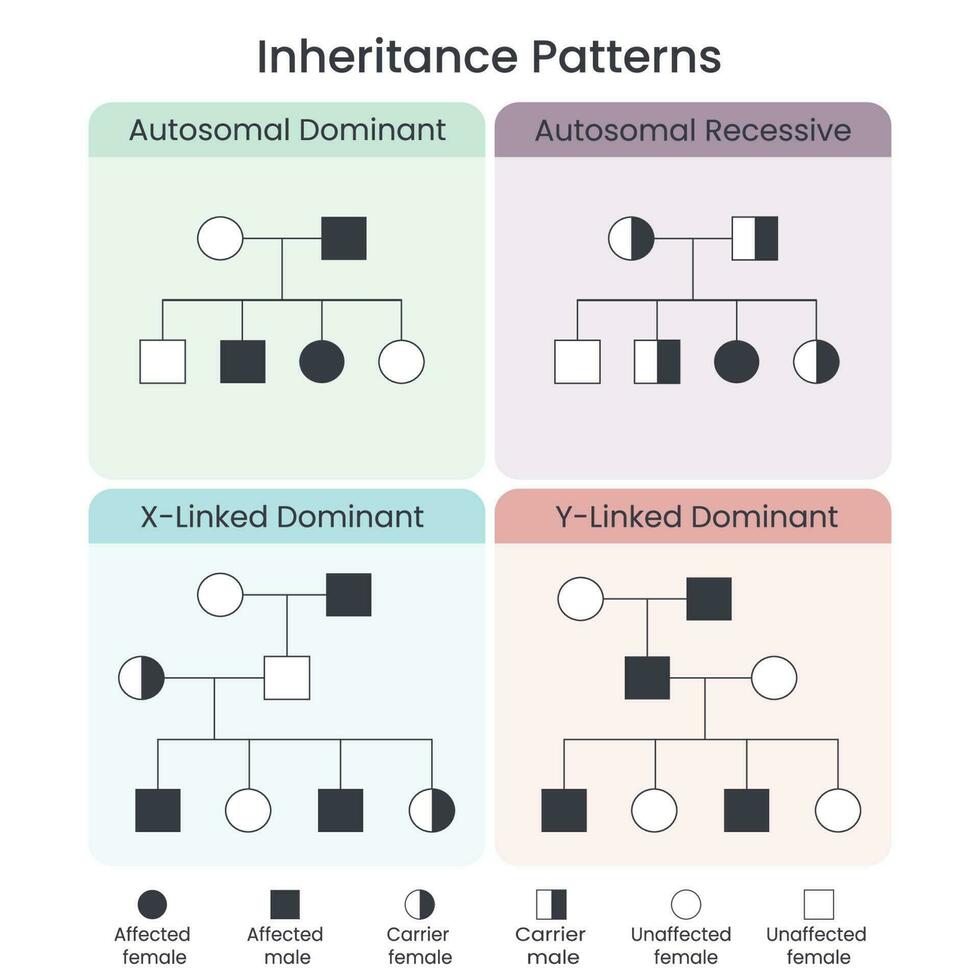 modèles d'héritage génétique illustration vectorielle scientifique infographie vecteur