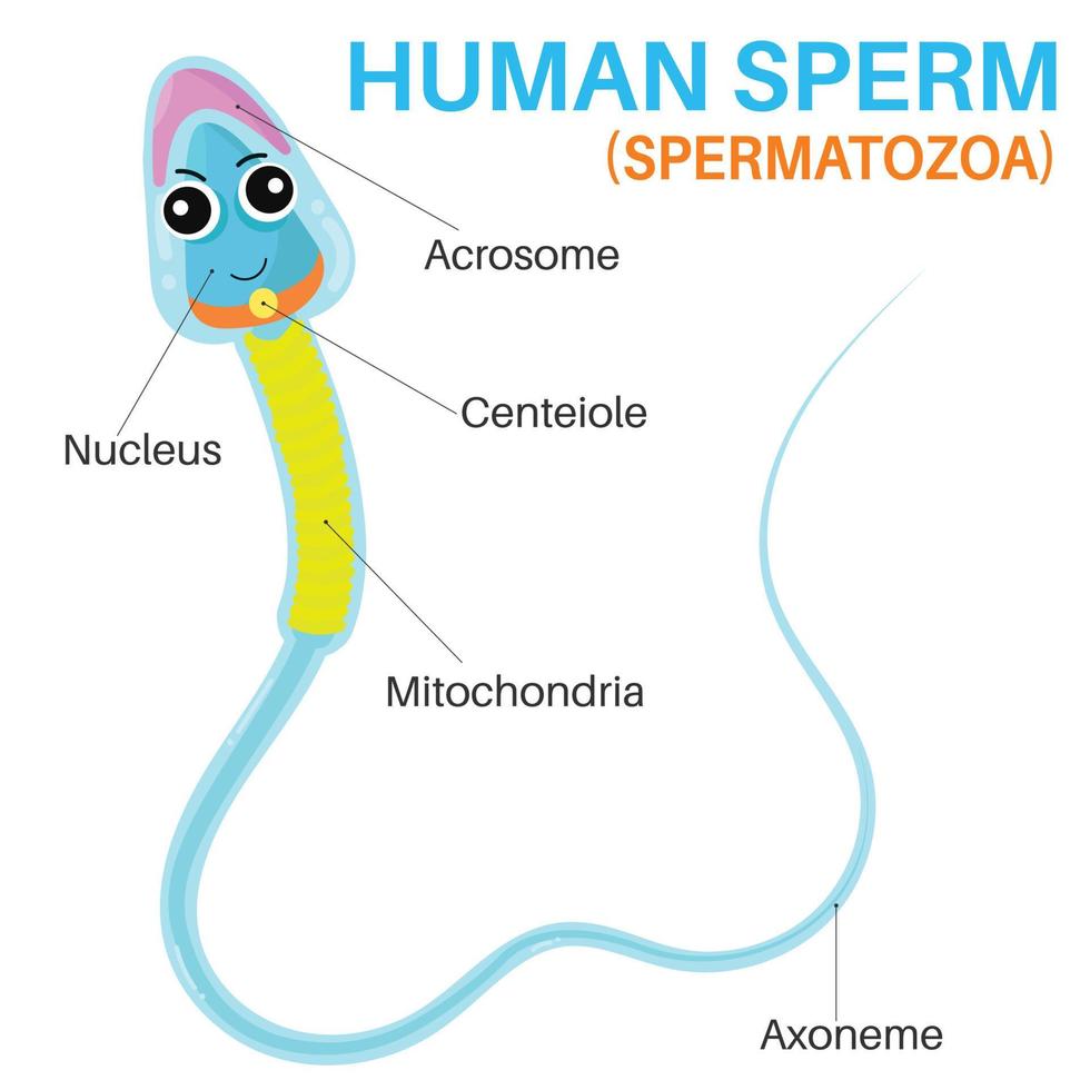 le spermatozoïde humain. vecteur