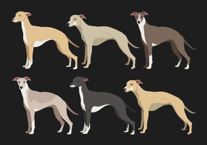 Whippet Dog Collections de vecteurs vecteur