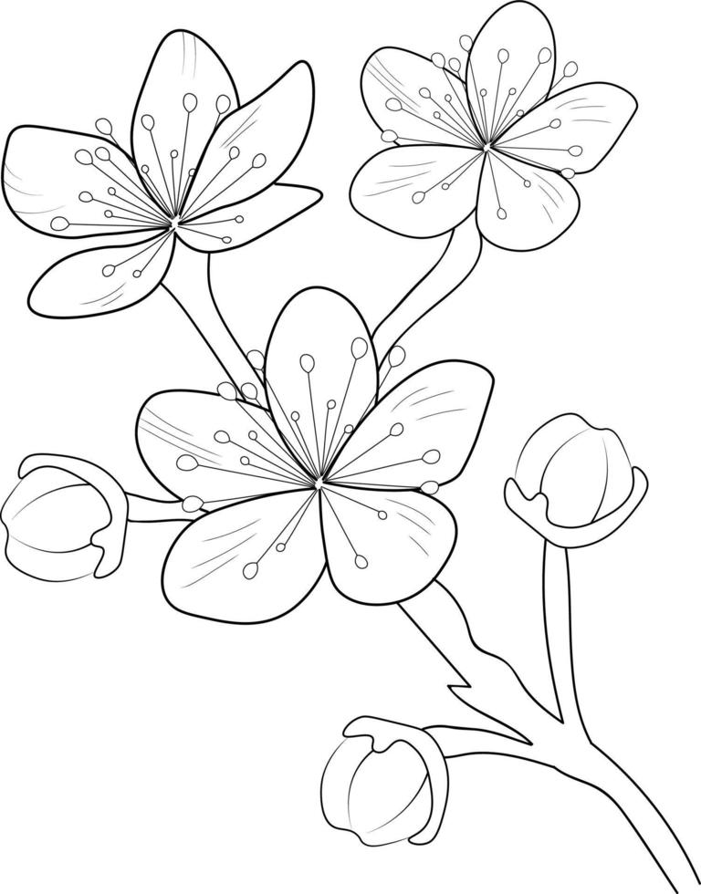 fleur de cerisier et illustration vectorielle de branche. dessin à la main illustration vectorielle pour le livre de coloriage ou la page d'art à l'encre gravée en noir et blanc, pour les enfants ou les adultes. vecteur