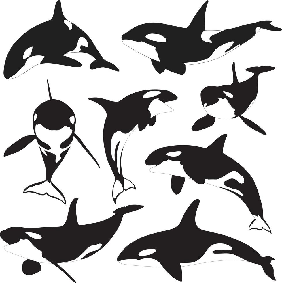 silhouette d'orque. collection d'épaulards vecteur