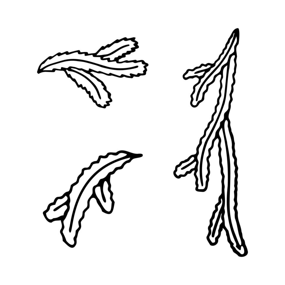 un ensemble de branches d'épinette dans le style de griffonnages. illustration vectorielle vecteur