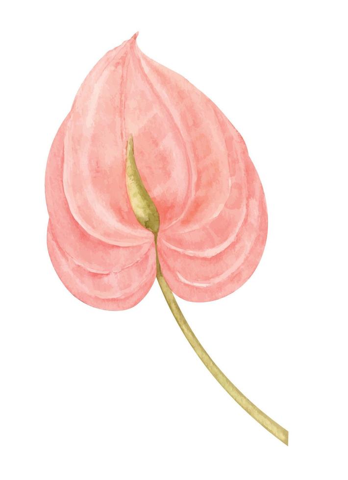 fleur rose anthurium aquarelle. illustration dessinée à la main d'une plante exotique tropicale sur fond isolé. dessin botanique pour cartes de voeux ou invitations de mariage dans le style jungle. croquis coloré vecteur