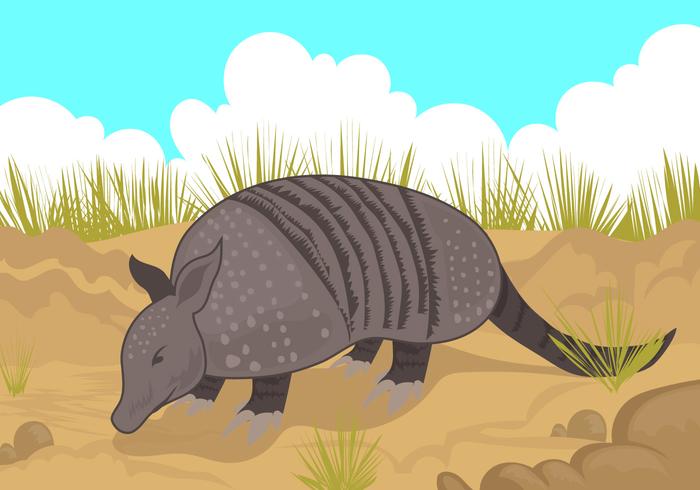 Armadillo à la recherche d'un vecteur alimentaire