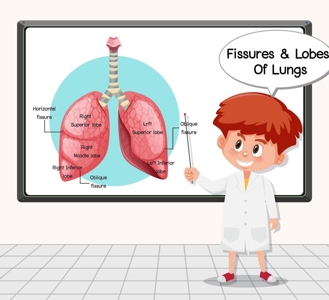 Jeune scientifique expliquant les fissures et les lobes des poumons devant un tableau en laboratoire vecteur