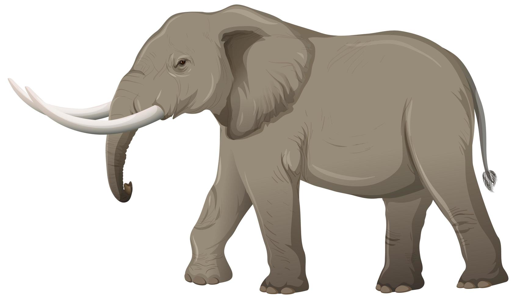 éléphant adulte avec ivoire en style cartoon sur fond blanc vecteur