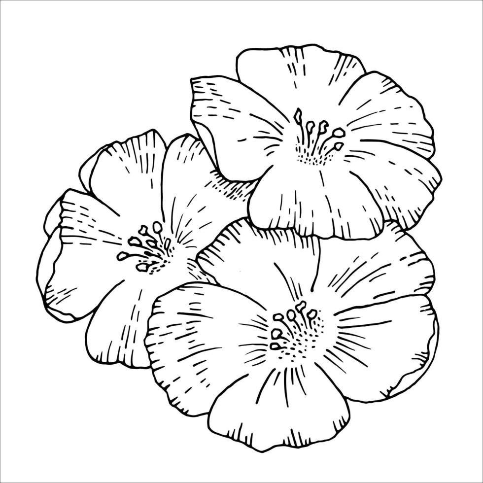 plante de lin, fleur de champ sauvage isolée sur blanc, croquis botanique dessiné à la main illustration vectorielle de doodle, dessin au trait pour le paquet de conception cosmétique bio, médecine naturelle, carte de voeux, nourriture végétalienne vecteur