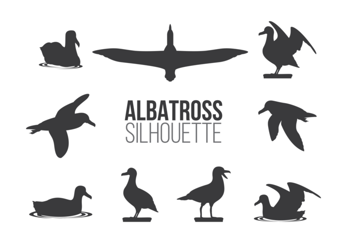 Vecteur albatros sillhaouttes