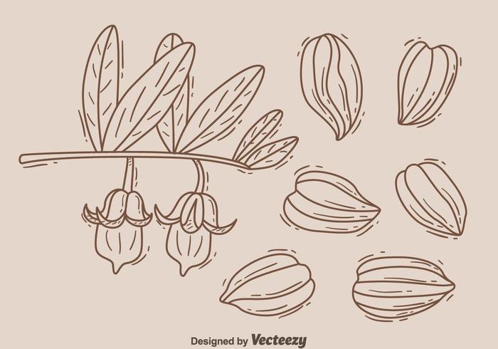 Croquis du vecteur élément Jojoba