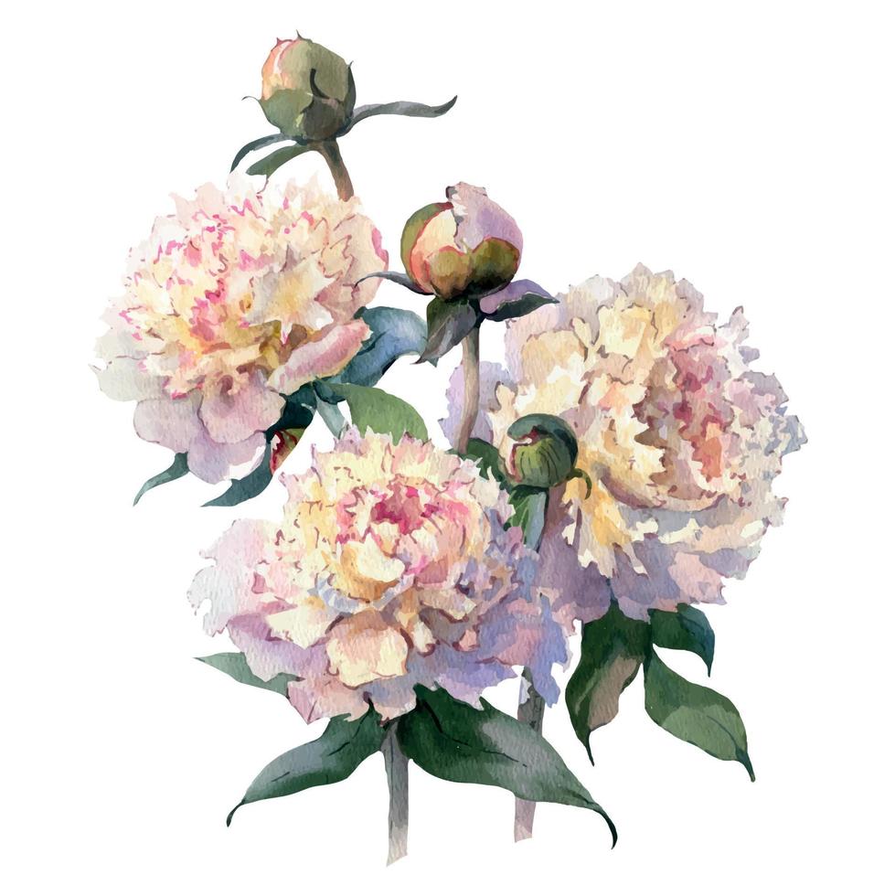 aquarelle de pivoines, illustration botanique de style vintage, peut être utilisée comme carte de voeux, carte d'invitation pour mariage, anniversaire et autres vacances. vecteur