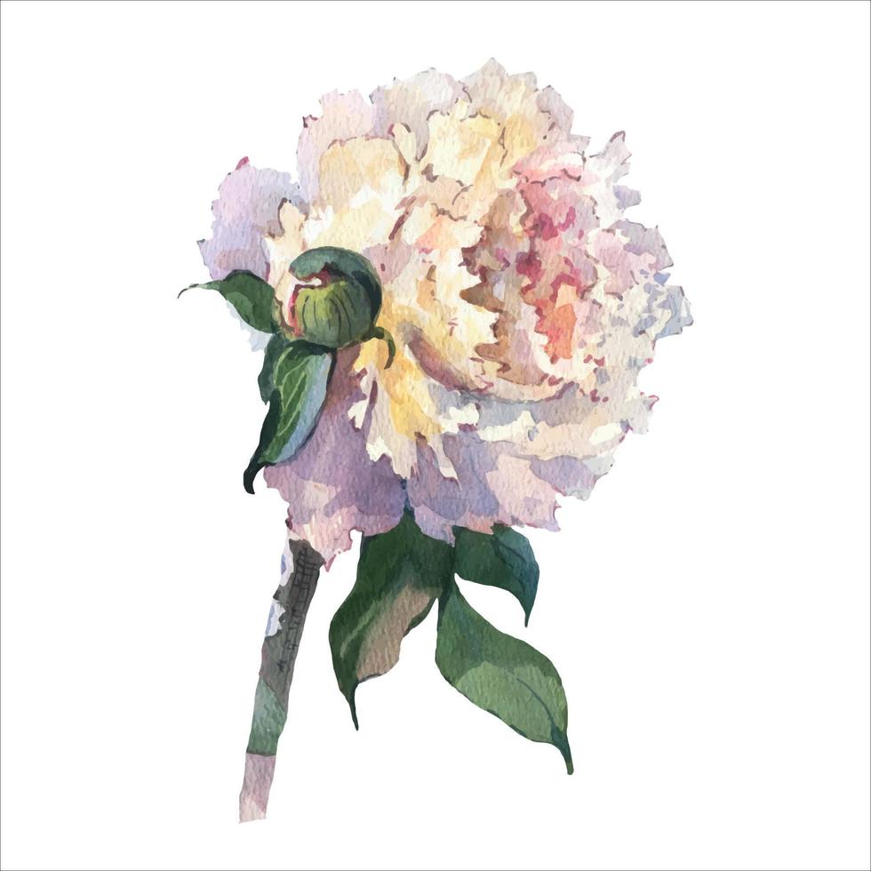 aquarelle de pivoines, illustration botanique de style vintage, peut être utilisée comme carte de voeux, carte d'invitation pour mariage, anniversaire et autres vacances. vecteur