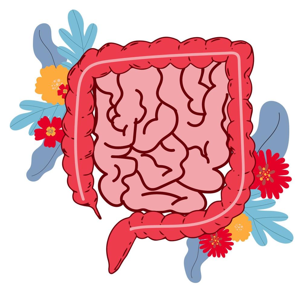 illustration vectorielle plane de l'intestin grêle et du gros intestin. organe interne humain, tube digestif. illustration vectorielle isolée sur fond blanc. vecteur