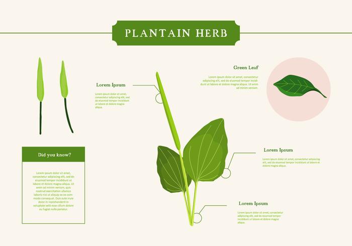 plantain herb vector