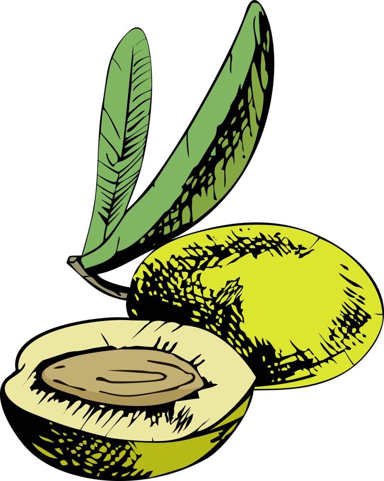 dessin d'olive et de feuilles. dessin à main levée vecteur
