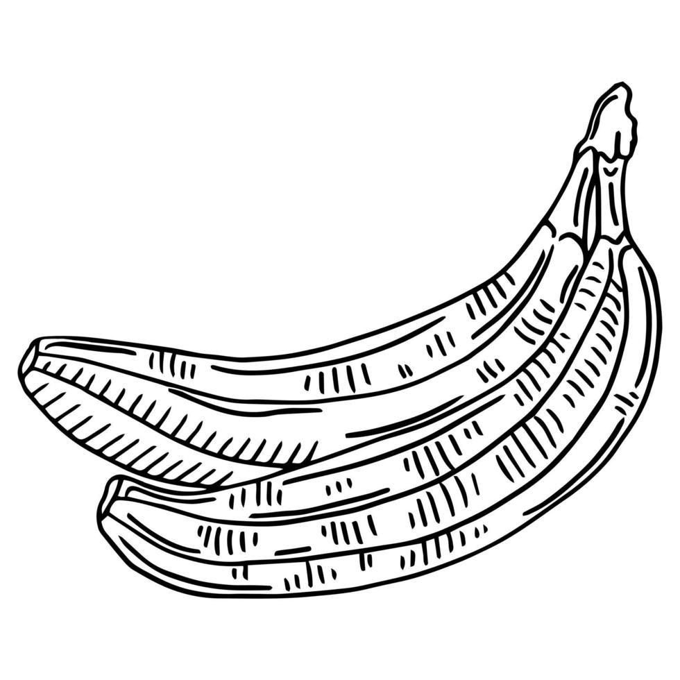 croquis d'illustration de banane vintage à l'encre, dessin de silhouette de brouillon, noir isolé sur fond blanc. conception de gravure graphique alimentaire. vecteur