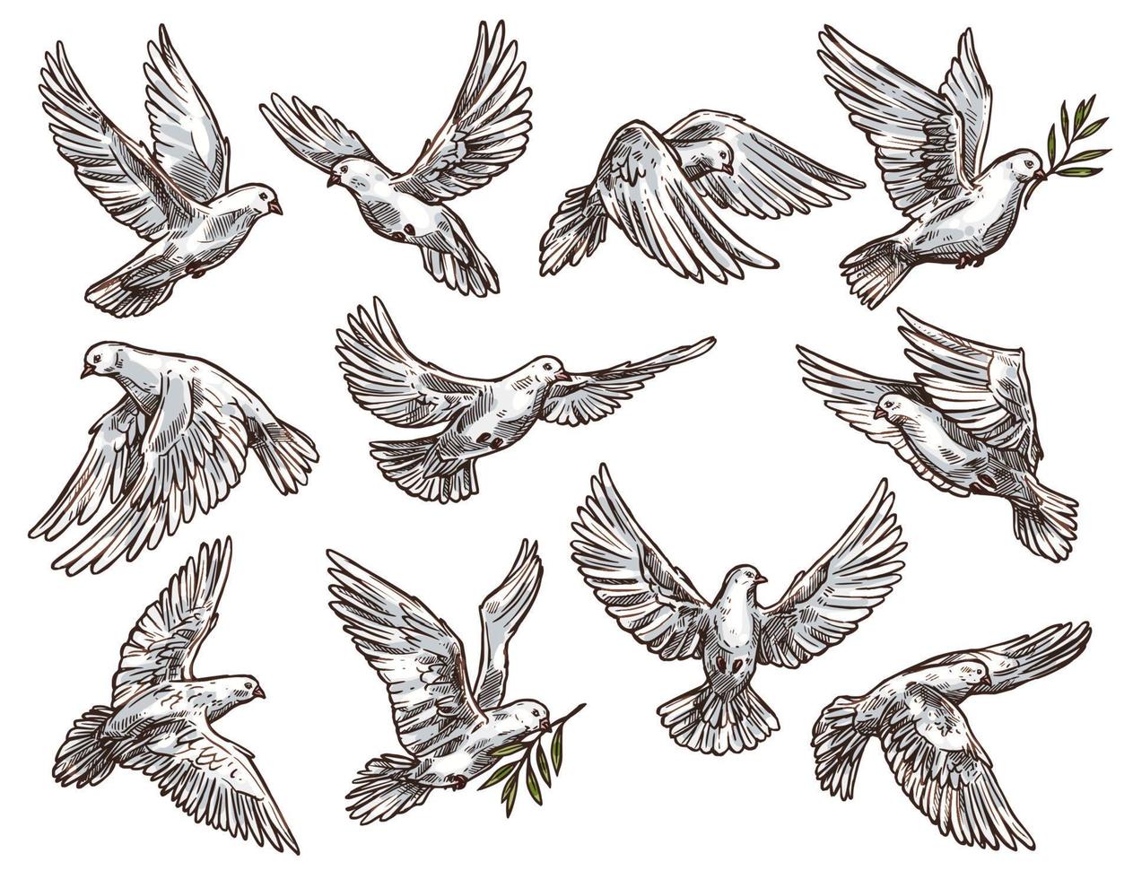 colombe blanche avec branche d'olivier, pigeons volants vecteur