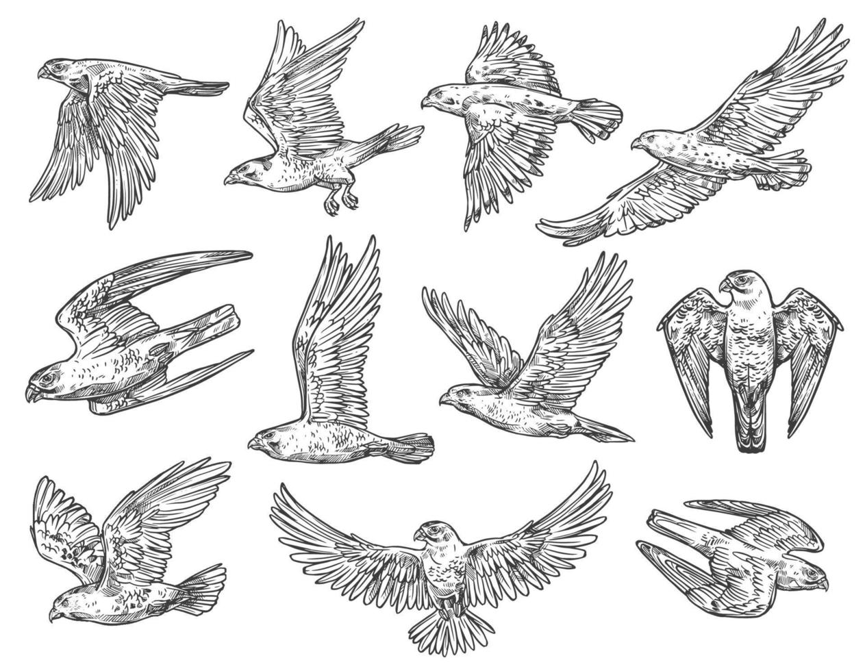 croquis d'oiseaux de proie. aigle, faucon et faucon vecteur