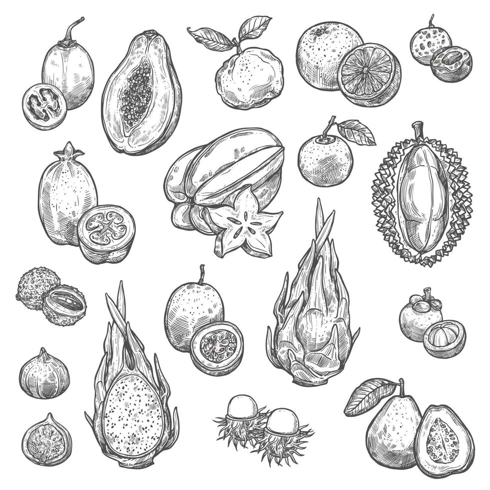 croquis isolés de fruits tropicaux exotiques vecteur