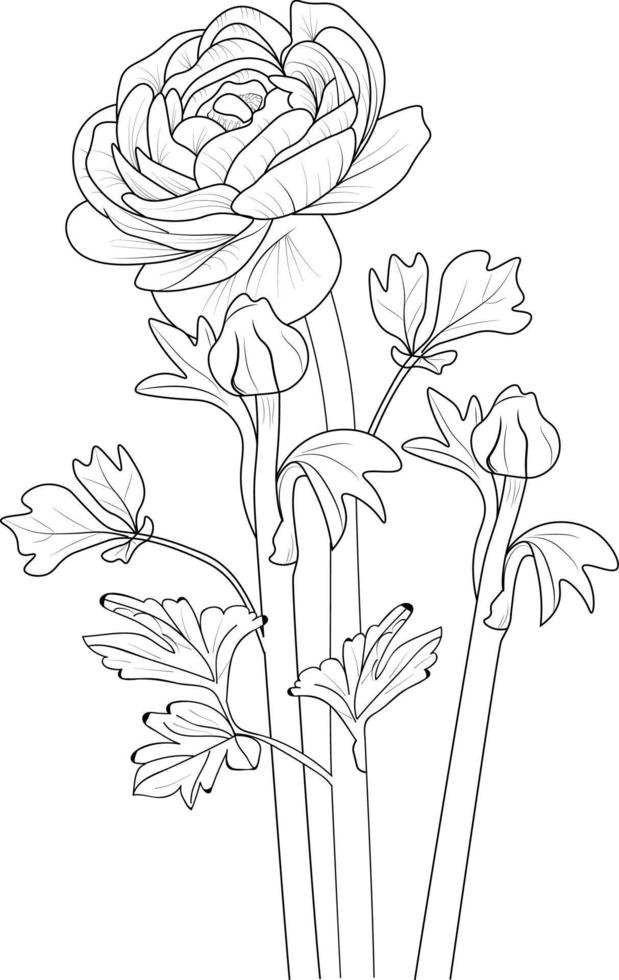 croquis au crayon de fleur de rununchulas, illustration de croquis de vecteur dessiné à la main de fleur isolée, branche de collection botanique de bourgeons de feuilles collection naturelle page de coloriage bouquets de fleurs gravé art à l'encre.