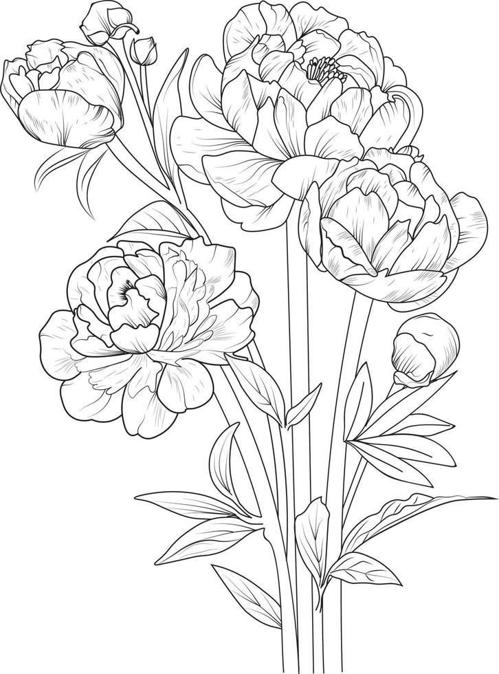 dessin de fleur de pivoine, illustration de croquis vectoriel dessiné à la main de fleur de renoncule isolée, branche de collection botanique de bourgeons de feuilles collection naturelle page de coloriage bouquets de fleurs gravé art à l'encre.