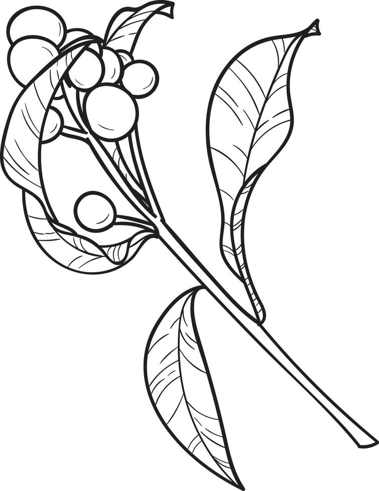 illustration vectorielle de baies botaniques, dessin au trait vecteur