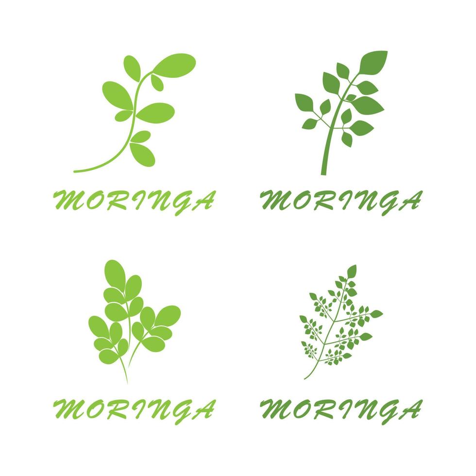 moringa feuille logo modèle vecteur symbole nature