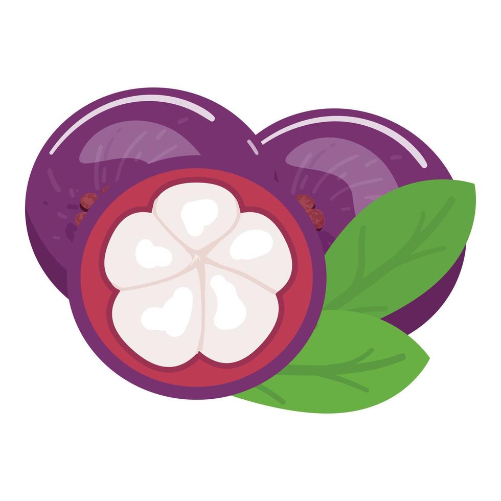 vecteur de dessin animé d'icône de mangoustan alimentaire. fruit d'été