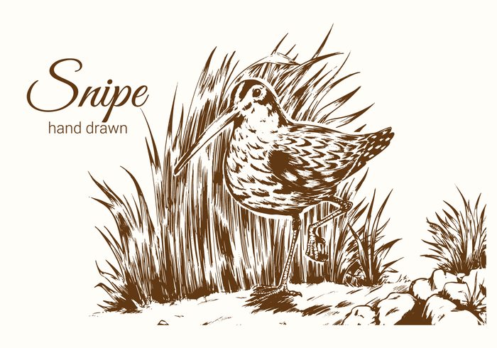 Oiseau bécassine dessiné à la main vecteur